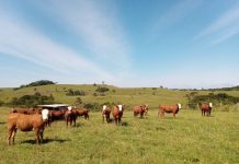 Produtores rurais catarinenses devem atualizar o Cadastro Agropecuário junto à Cidasc