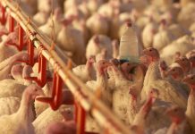 Ministério da Agricultura orienta estados a declararem estado de emergência zoossanitária para conter gripe aviária