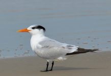 Primeiro caso de gripe aviária em SC é confirmado