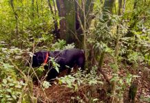 Cão Hunter do Corpo de Bombeiros localiza restos mortais do corpo encontrado na Linha Gramado
