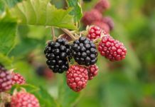 Como cuidar da amora durante o inverno