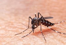 Casos de dengue em 2023 saltam 71% em comparação com ano anterior