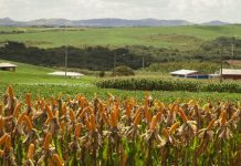 Conab prevê queda de 9% na safra de milho