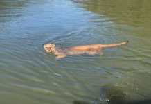 Onça-parda é vista atravessando rio em Campos Novos