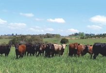 Pastagens de inverno geram qualidade com baixo custo