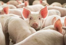Exportação de carne suína do Brasil sobe 14,6% no acumulado do ano, diz ABPA
