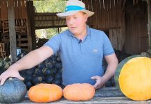 Plantio de abóbora: produtor colhe frutos de até 85 kg
