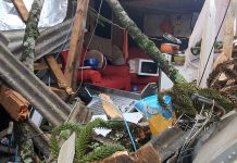 Pinheiro cai em cima de casa e deixa moradora ferida