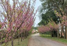 Tempo segue firme com temperaturas subindo para o final de semana