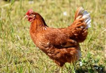 Caso de Gripe Aviária em ave doméstica é identificado em SC