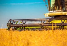 Milho, arroz, feijão e soja em destaque no mercado catarinense