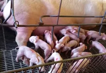 Exportações catarinenses de carne suína chegam ao ápice em 2023