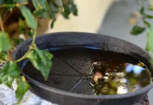 Vigilância Epidemiológica realiza mutirões em cemitérios de Videira