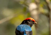 Pássaro Tangará é fotografado no Morro Agudo