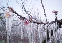 Geada mobiliza fruticultores do Meio Oeste