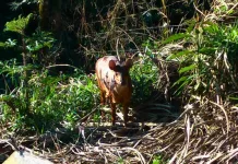 Veado é flagrado pastando ao lado de rodovia