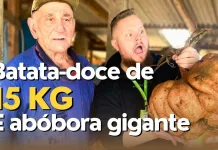 Agricultor colhe batata-doce de 15 kg – RBV Agro – 08/07/23