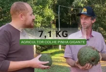 Pinhas com mais de 7 kg – RBV Agro – 01/07/23