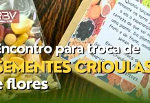 Troca de sementes crioulas – RBV Agro – 12/08/23