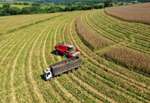 Agropecuária apresenta crescimento de 17% neste semestre