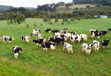 Decreto que define subsídios aos produtores de leite deve ser publicado em breve