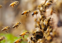 Preservação das abelhas é fundamental para polinização