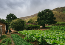 Termina na sexta prazo de entrega da Declaração do Imposto Territorial Rural