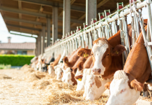 Projeto reduz tributos sobre rações e suplementos para alimentação bovina