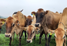 Brucelose e Tuberculose: Propriedades rurais livres somam três mil em SC