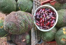 Pinhão macaco: doce e tardio