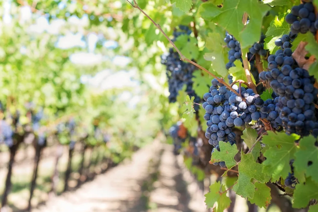 O momento é o mais portante para uma produção de qualidade das uvas