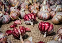 Processo de Indicação Geográfica para Alho Roxo do Planalto Catarinense avança