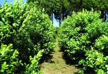 Abertas inscrições para o programa de incentivo ao cultivo de erva-mate