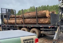 Transporte ilegal de madeira novamente flagrado pela PM Ambiental