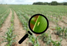 Cigarrinha-do-milho: confira o relatório de início de safra em SC