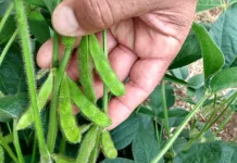 Safra de verão: soja vai ocupar a maior área plantada no estado