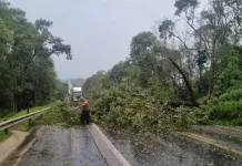 Temporal derruba árvores e interrompe rodovias no Planalto Norte Catarinense