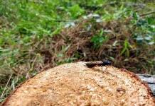 Dia de Campo debate o controle da vespa-da-madeira