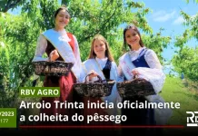 COLHEITA DO PÊSSEGO – RBV Agro Edição 177 – 28/10/2023