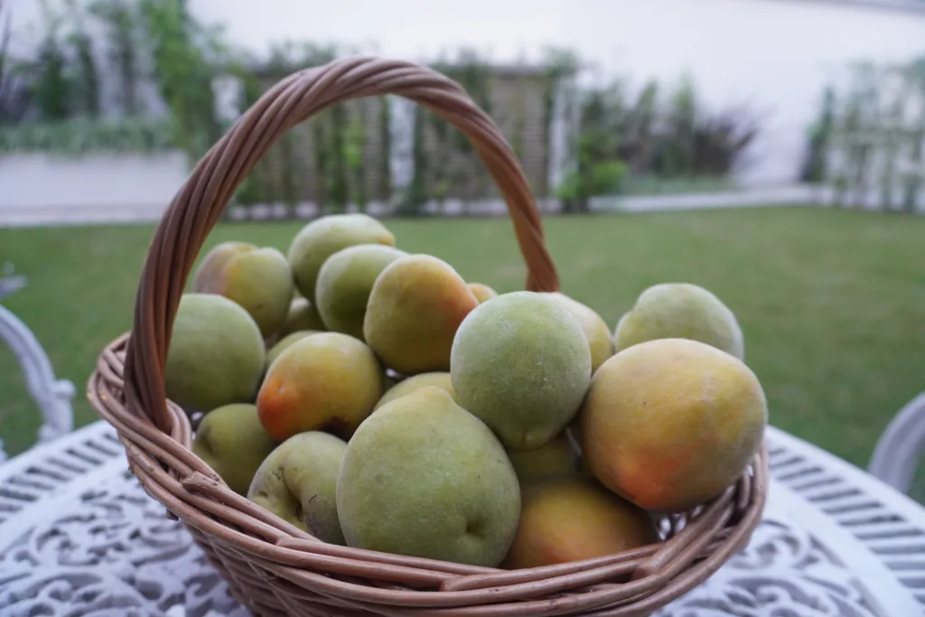 Período é de observação do clima para os fruticultores