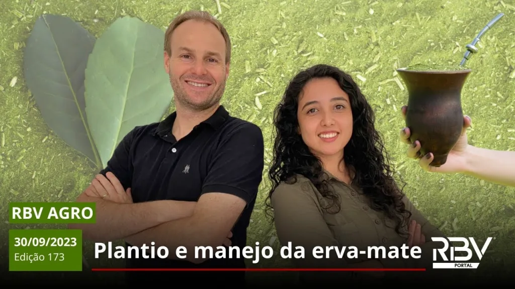 Como plantar erva mate