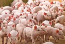 Carne suína: SC se mantém como maior exportador do país