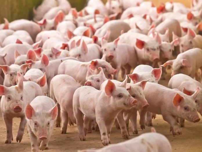 Carne suína: SC se mantém como maior exportador do país