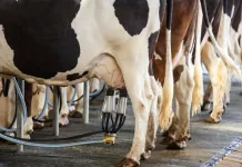 Publicado decreto que fortalece a cadeia produtiva de leite