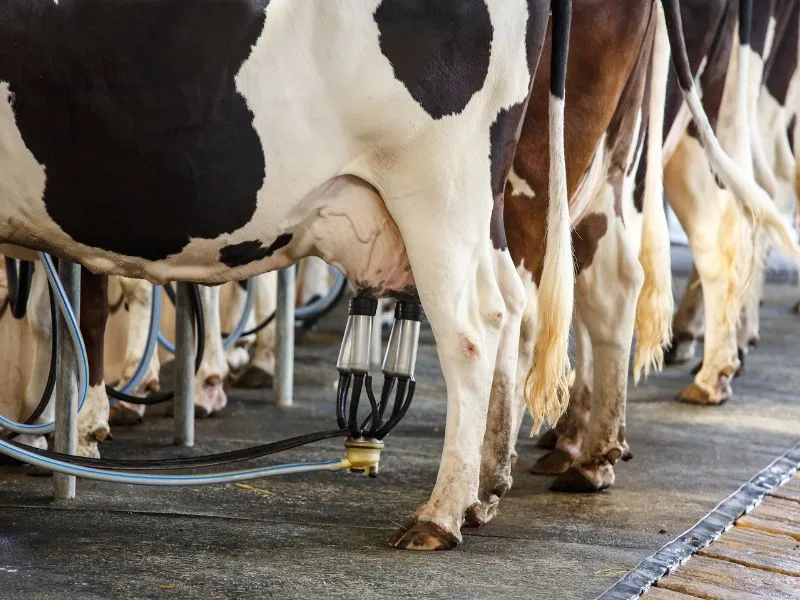 Publicado decreto que fortalece a cadeia produtiva de leite