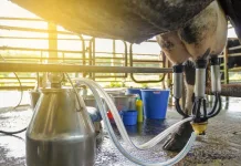 Preços do leite ao produtor acumulam queda de 29% em um ano