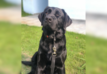 Autismo: Cão Labrador Guru auxilia em terapias