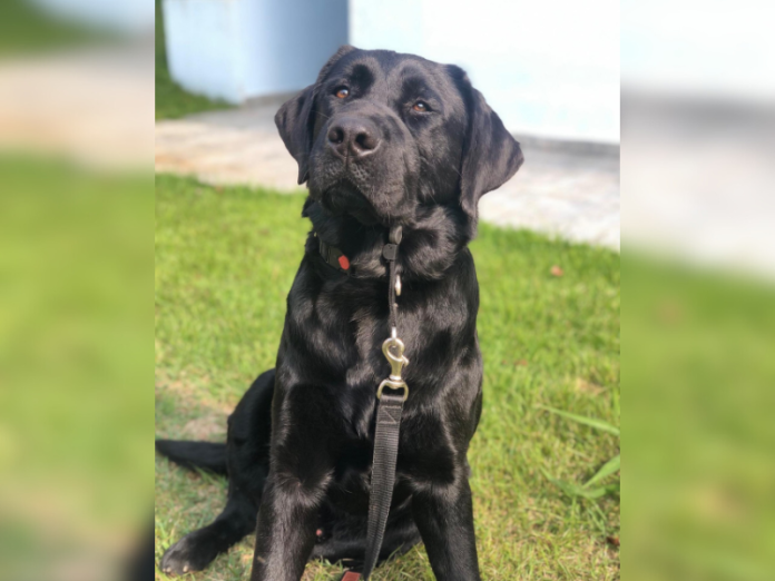 Autismo: Cão Labrador Guru auxilia em terapias