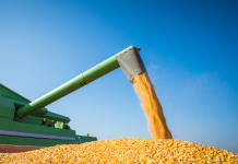 Exportações de milho do Brasil devem crescer 44% em outubro