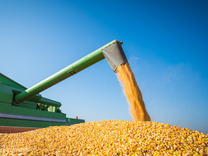 Exportações de milho do Brasil devem crescer 44% em outubro